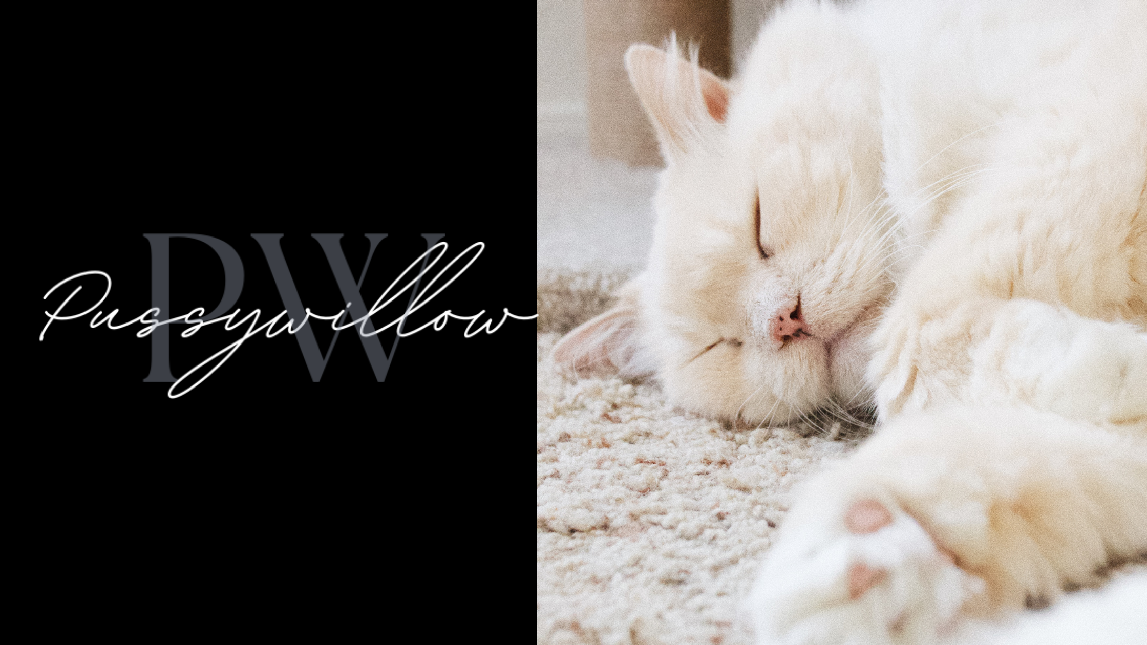 Pussywillows cattery 2024